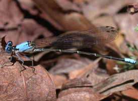Blue-fronted Dancer